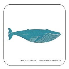 Whale Coaster - Humpback Whale